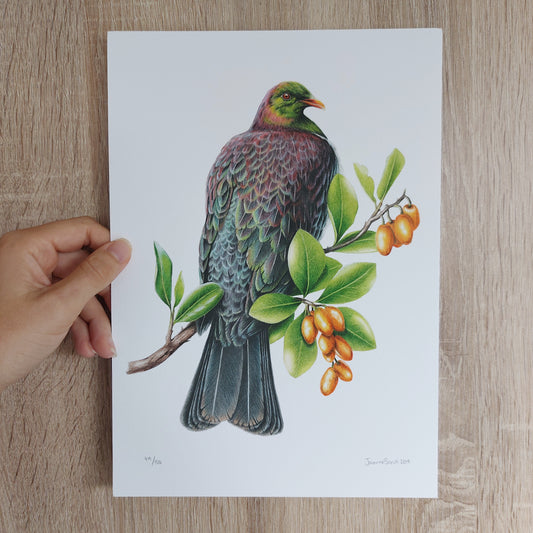 Kererū -Limited Edition Art Print