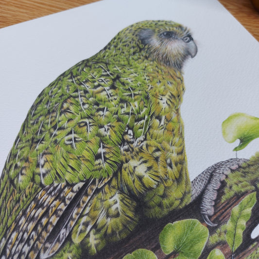 Kakapo -Limited Edition Art Print