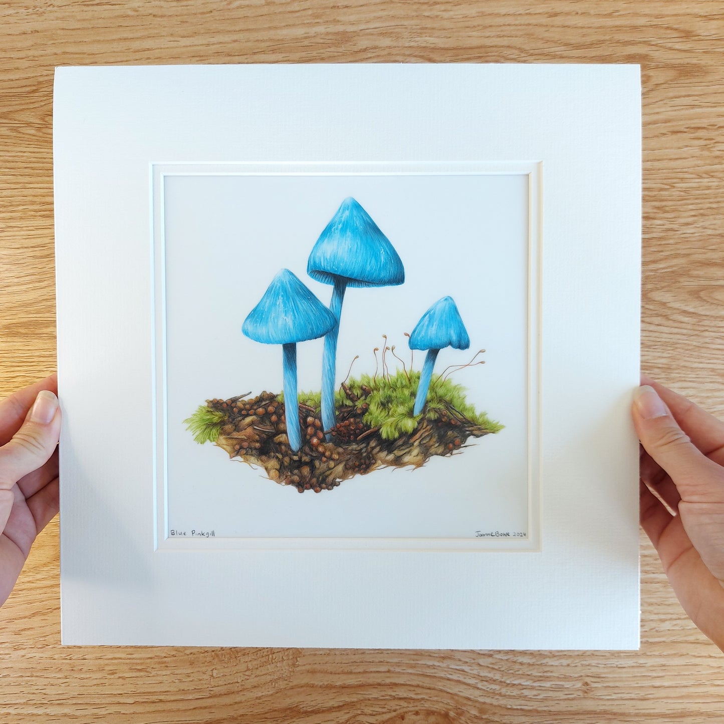 Entoloma hochstetteri blue pinkgill pencil drawing