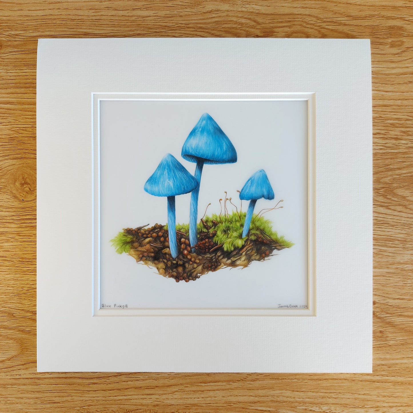 Entoloma hochstetteri blue pinkgill pencil drawing