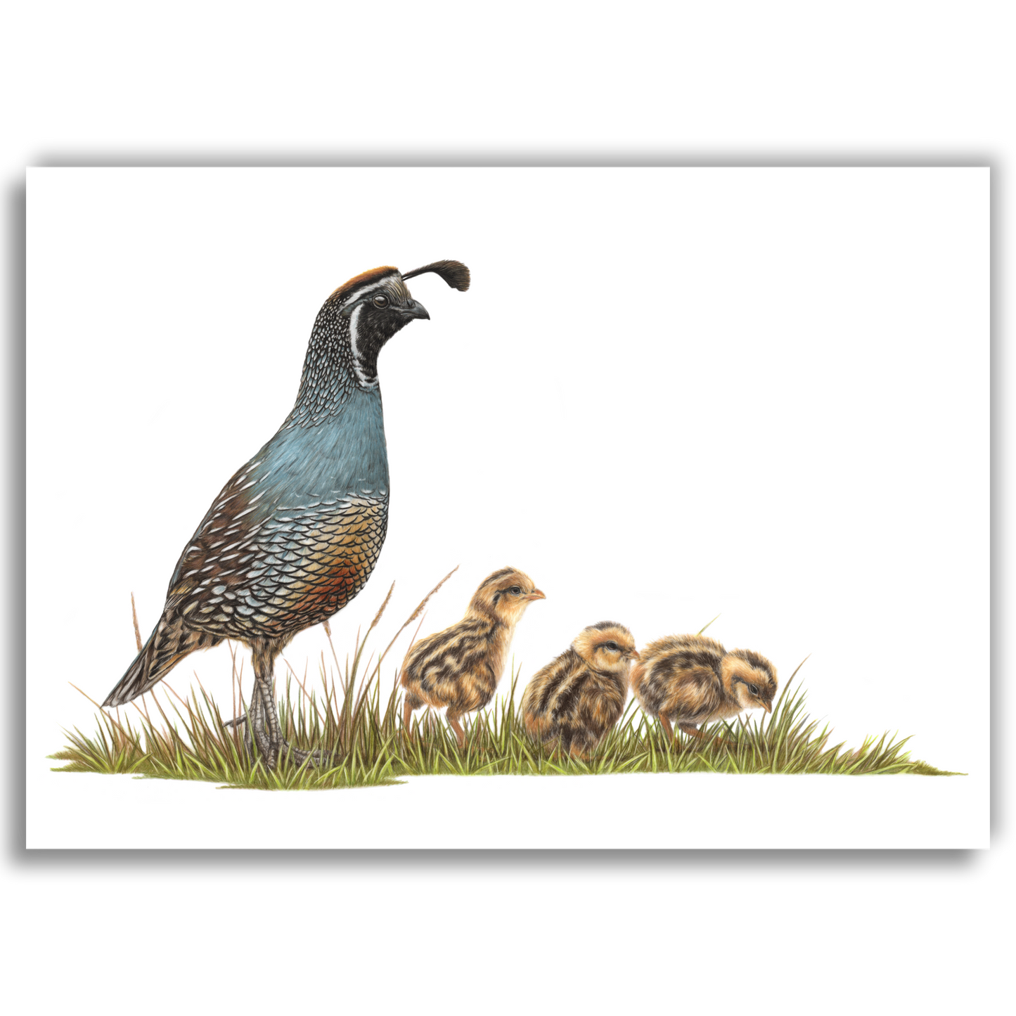 'Quail's Life' California Quail - Art Print