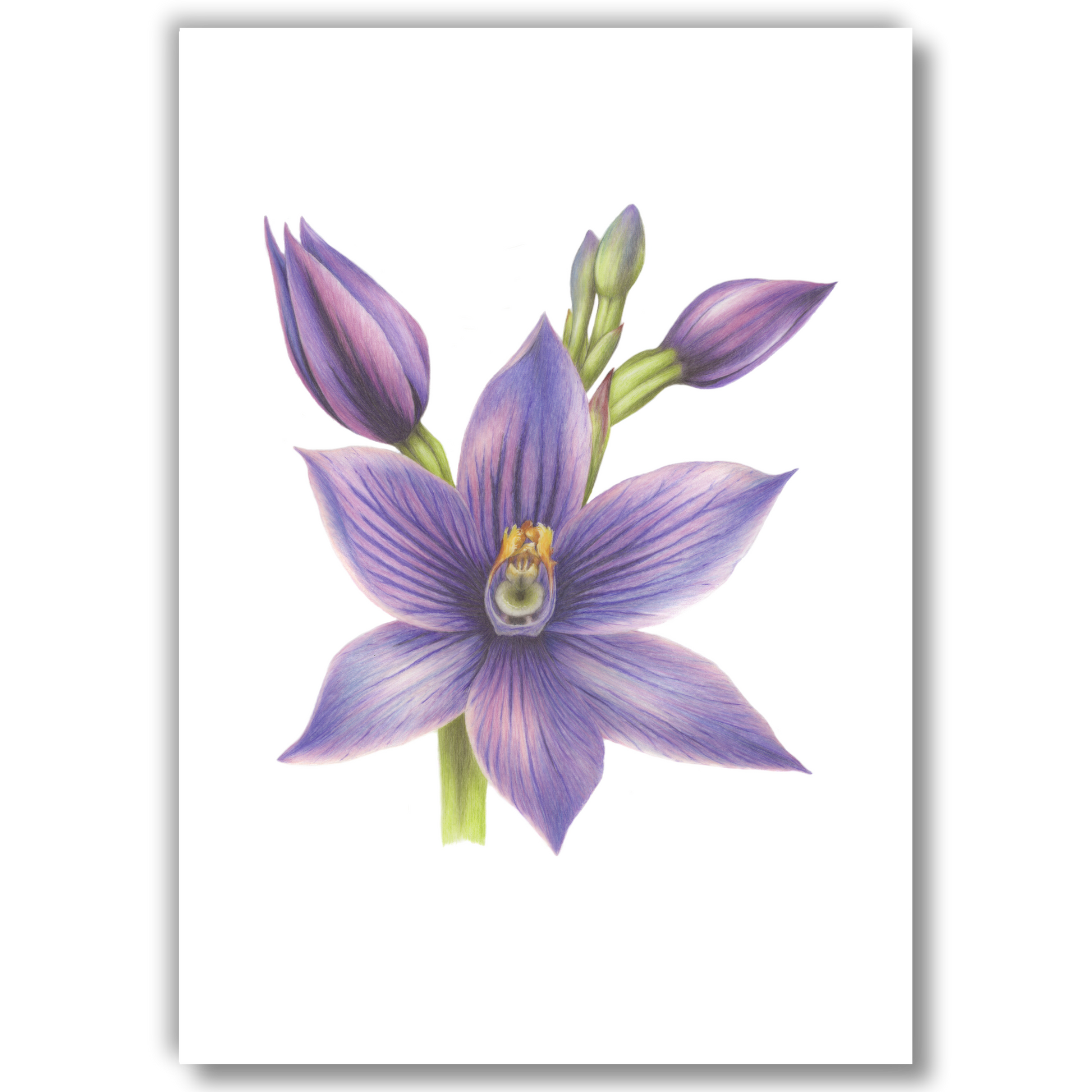 Striped sun orchid New Zealand Flower Art Print by Joanne Bowe