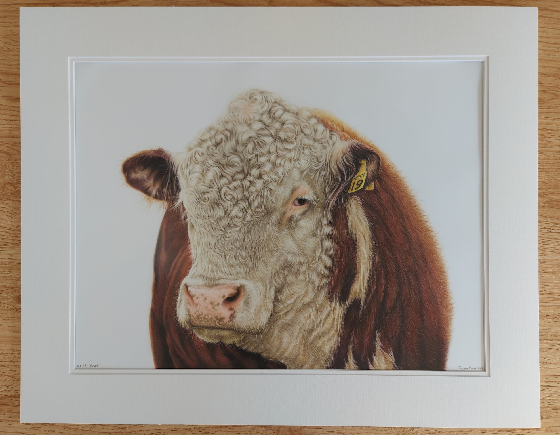 hereford bull art. colour pencil drawing by joanne bowe nz artist