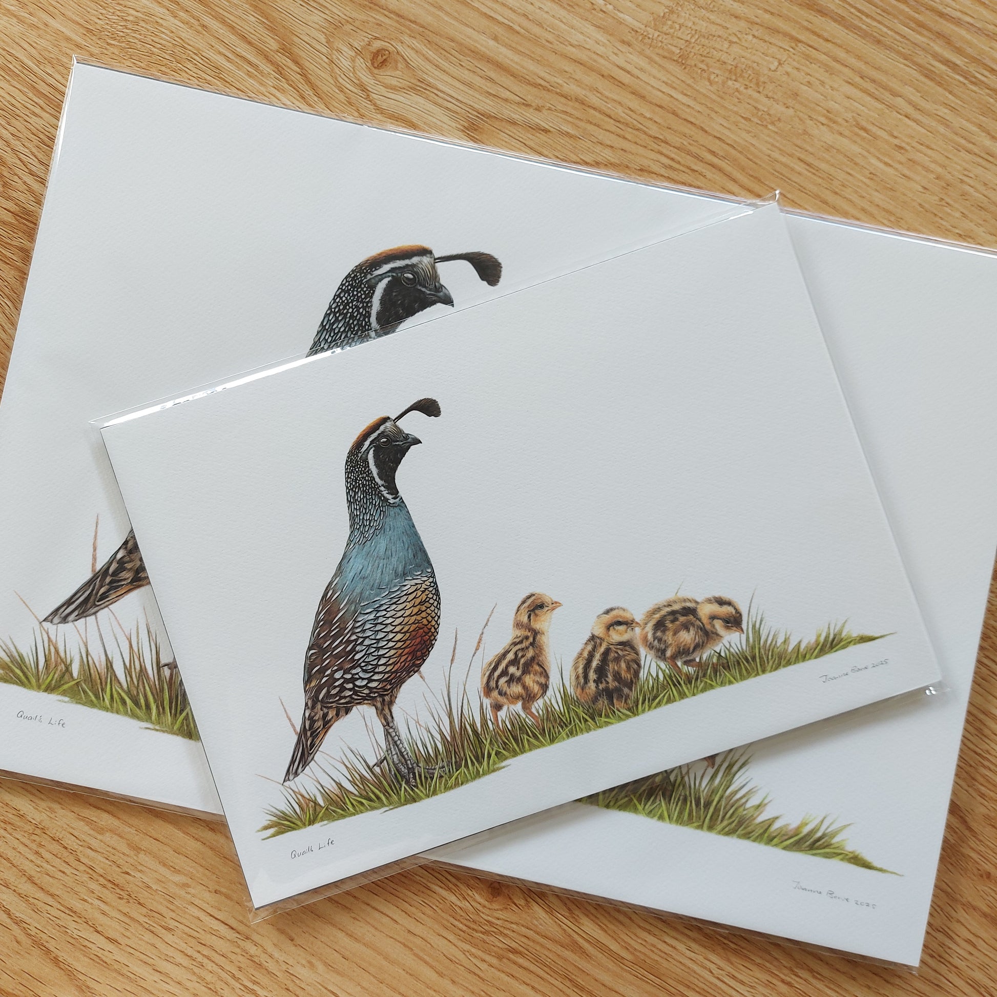 california quail art