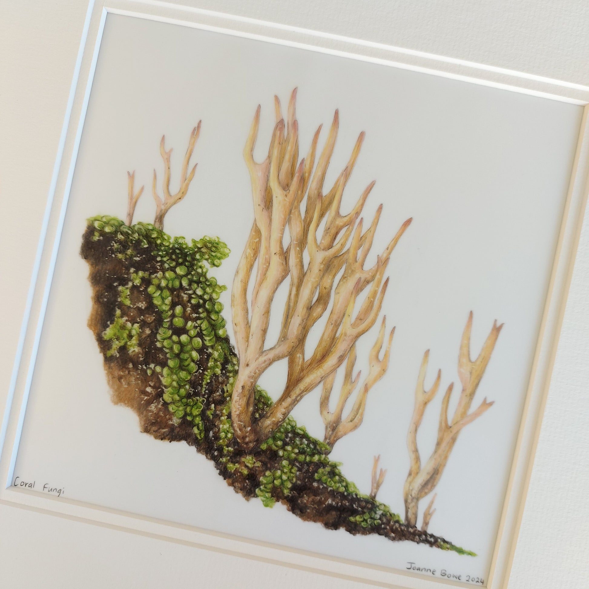 Coral fungi original colour pencil drawing