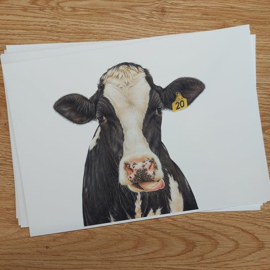 friesian dairy cow art. rural new zealand artwork