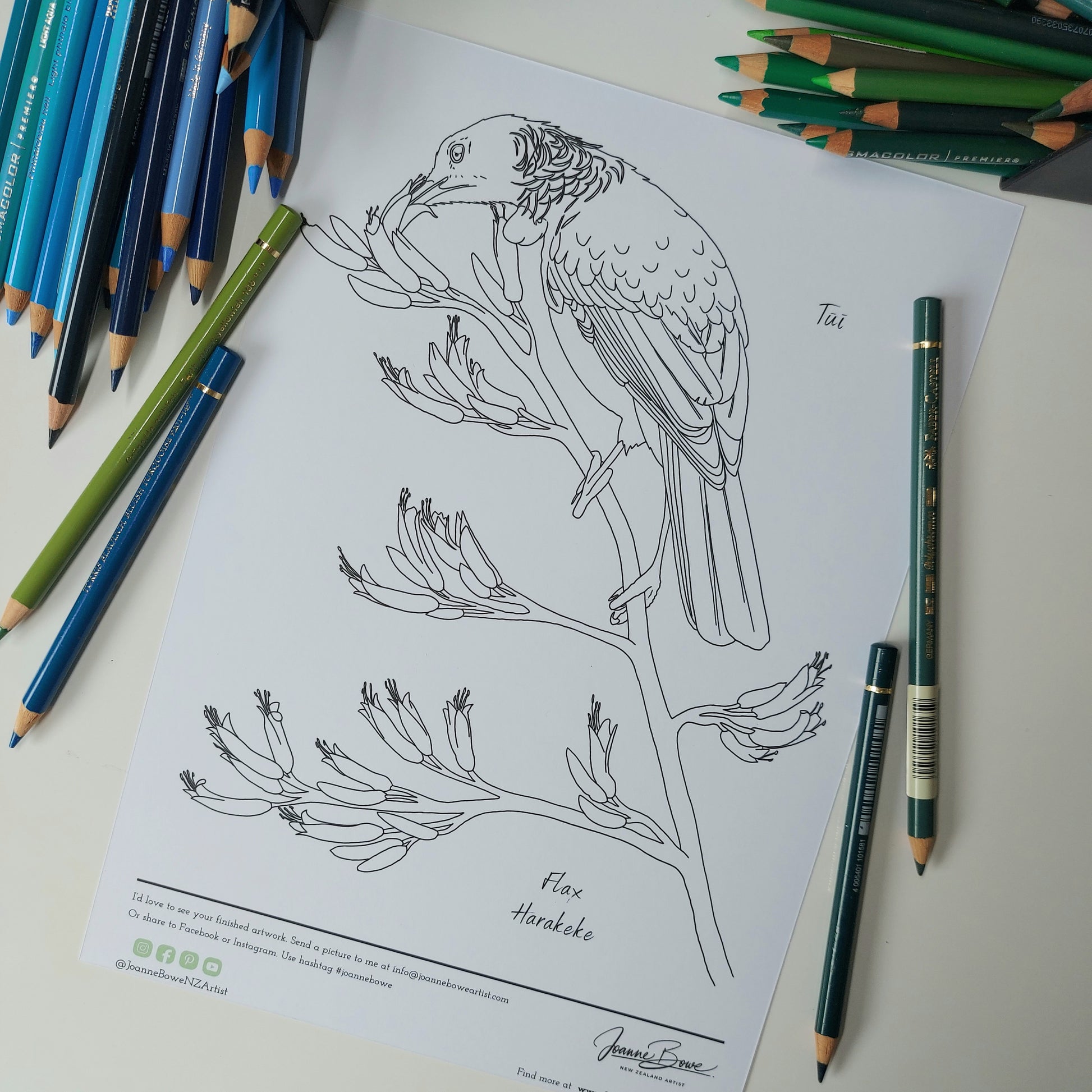 free colouring in page nz birds