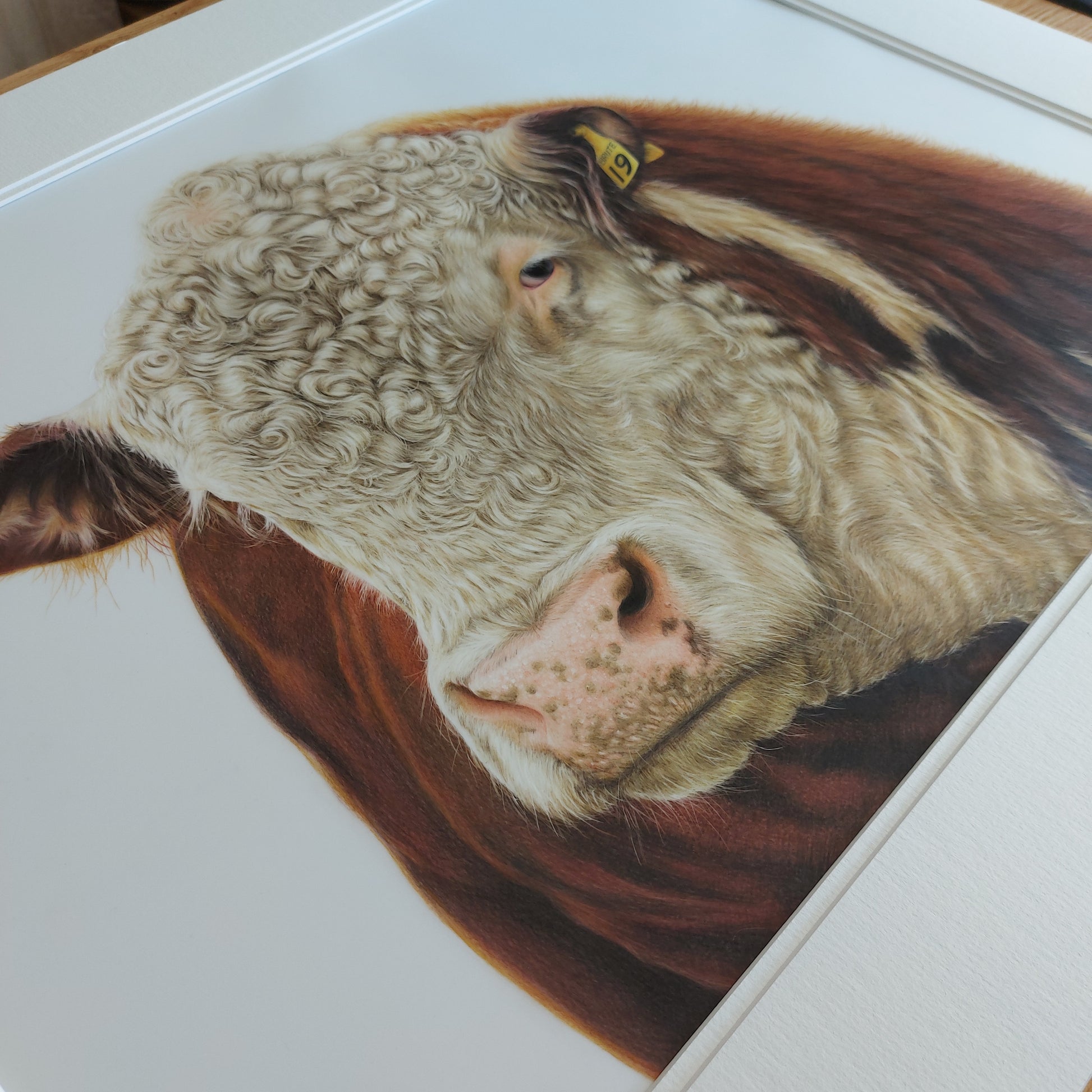 hereford bull painting colour pencil drawing by joanne bowe nz artist