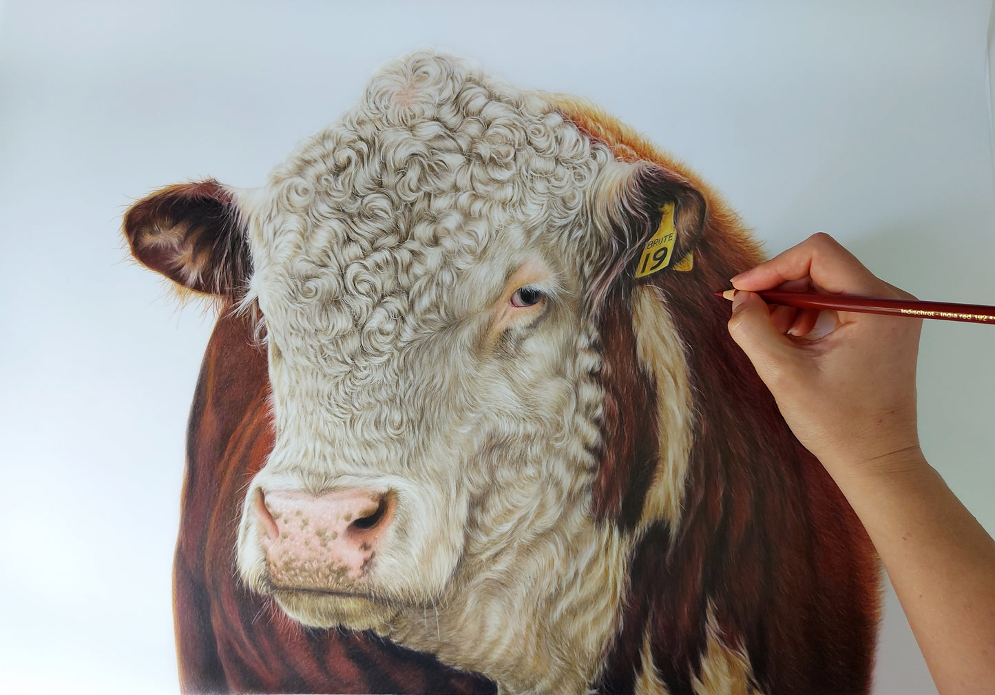 hereford bull art. colour pencil drawing artwork  by joanne bowe