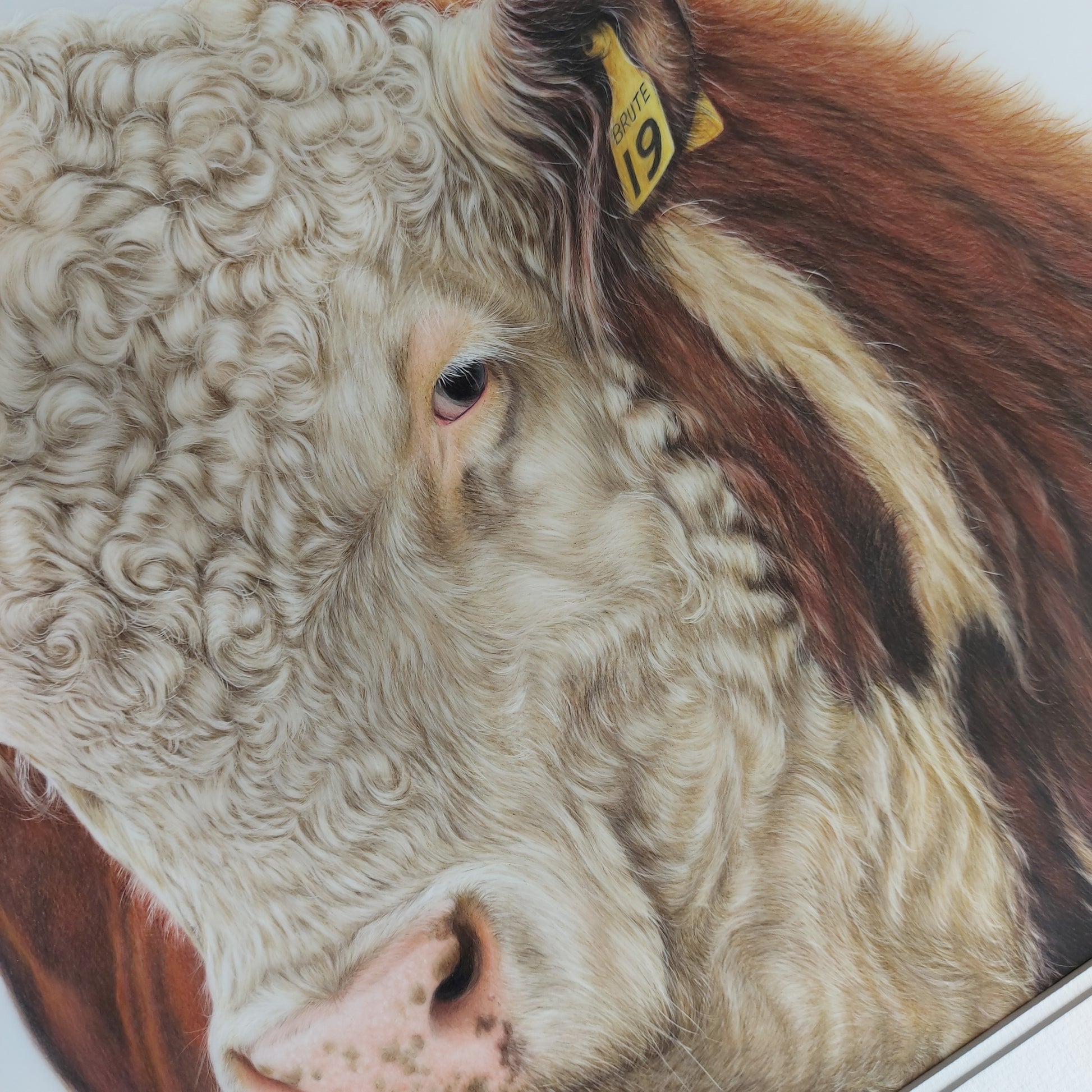 hereford bull art. colour pencil drawing by joanne bowe nz artist