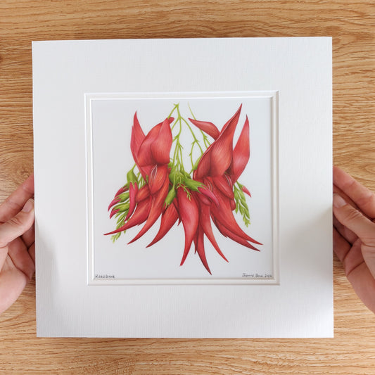 kakabeak clianthus original pencil drawing artwork