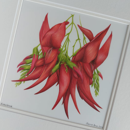 red kakabeak clianthus original pencil drawing artwork by Joanne Bowe