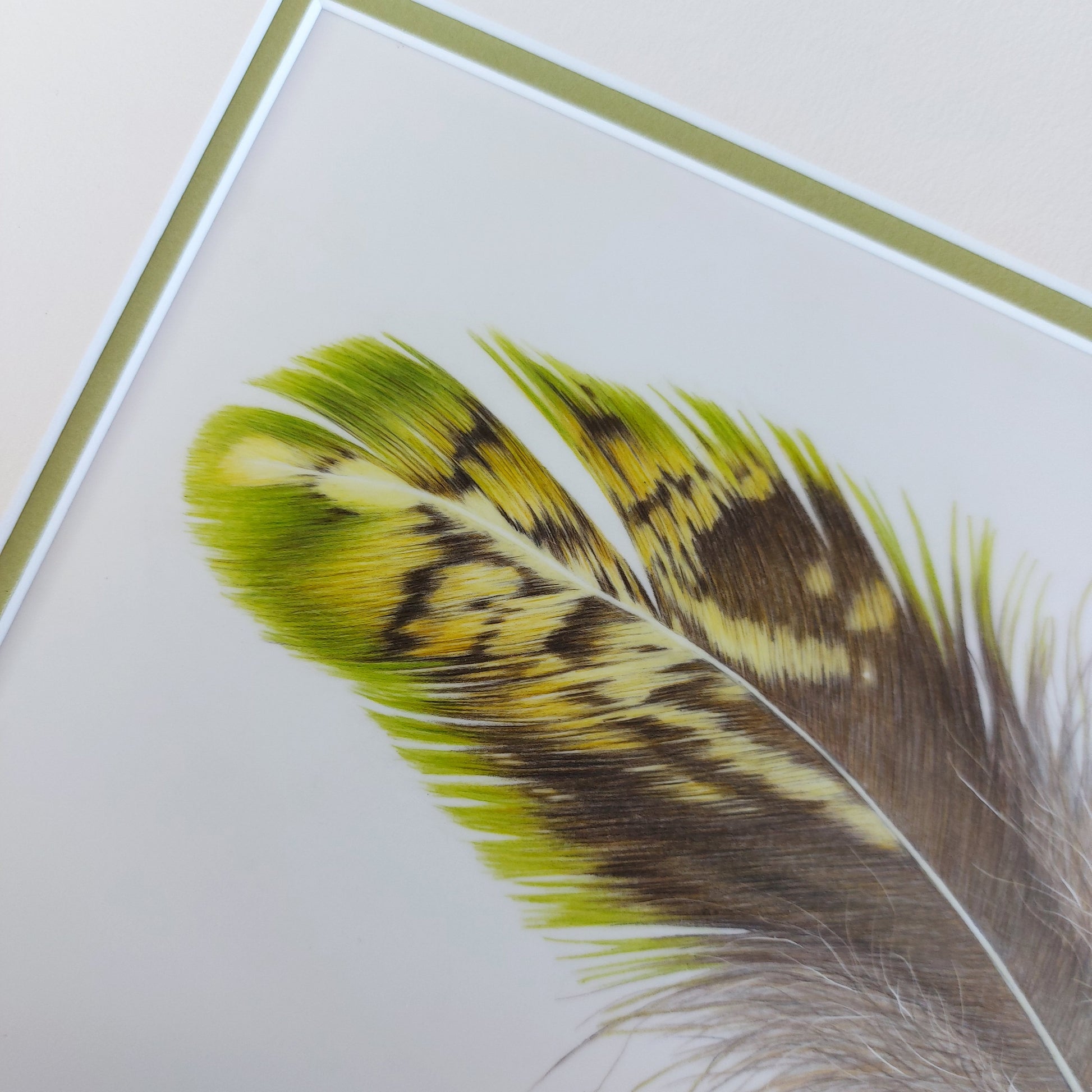 kakapo bird feather pencil drawing