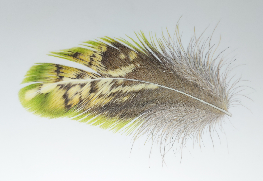 kakapo_bird_feather_pencil_drawing_6