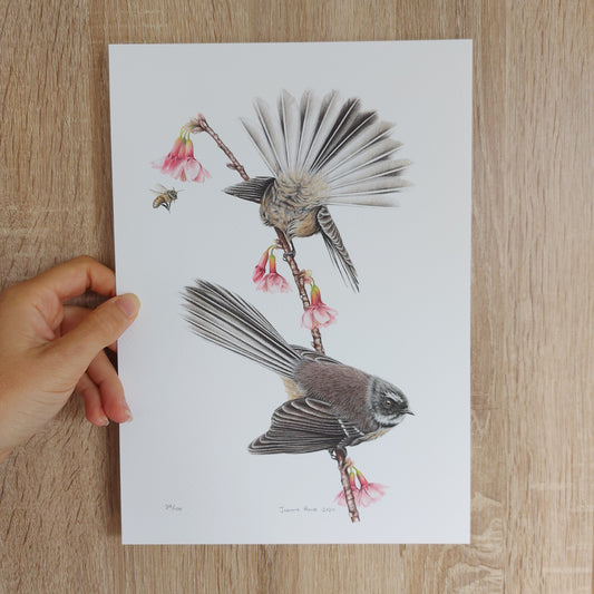 Spring Fantails -Limited Edition Art Print