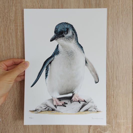 Little Blue Penguin -Limited Edition Art Print