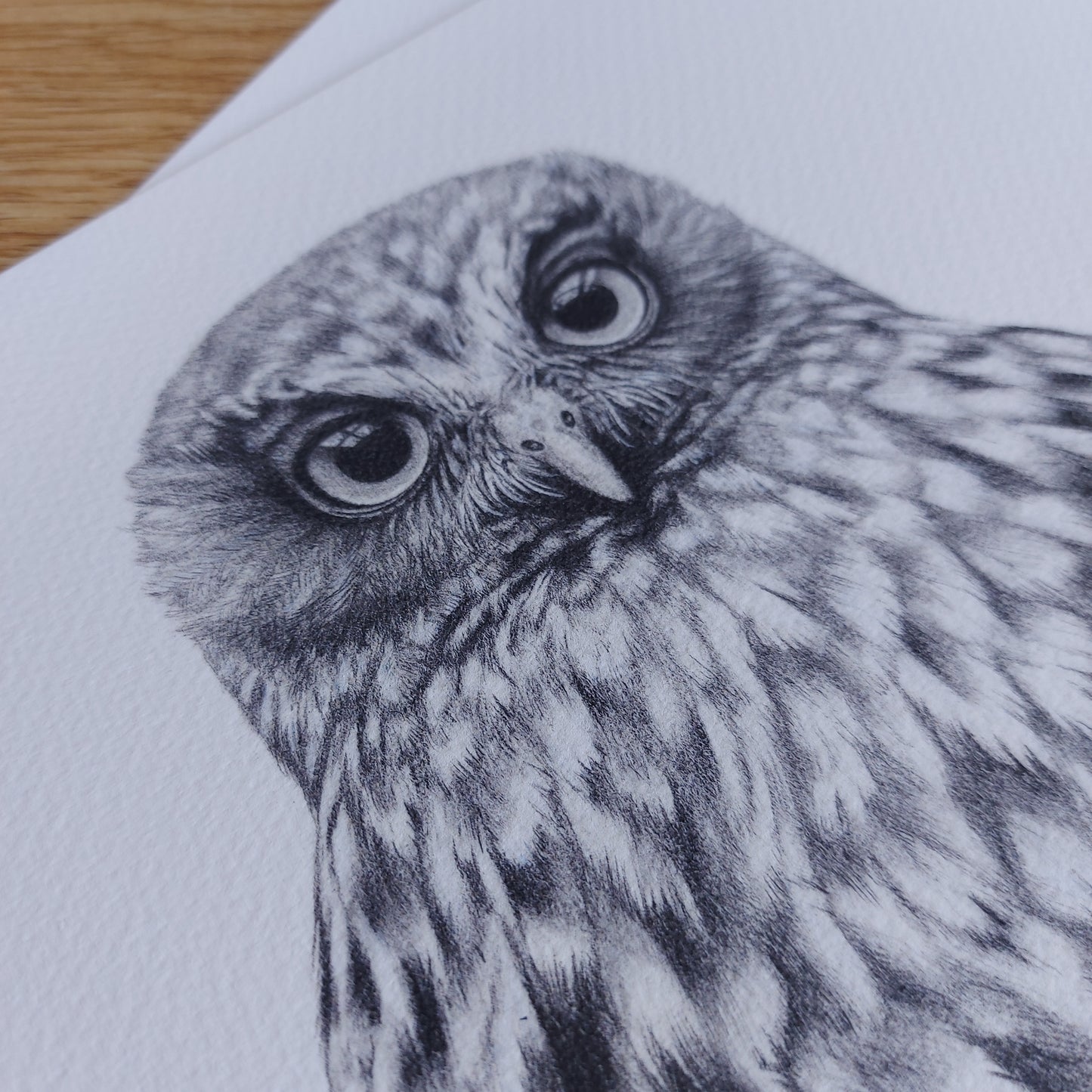 Morepork Owl -Limited Edition Art Print