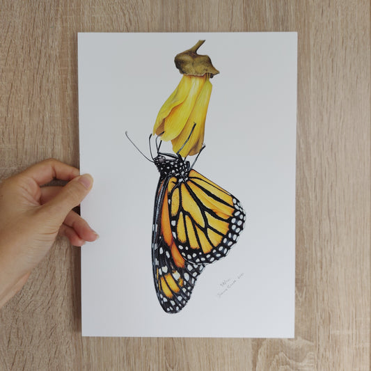 Monarch on Kowhai -Limited Edition Art Print